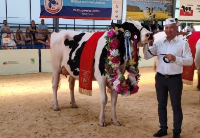Grand Czempion z Szepietowa. Wybitna genetyka krowy Wędka potwierdzona w liczbach Grand Czempion z Szepietowa. Wybitna genetyka krowy Wędka potwierdzona w liczbach
