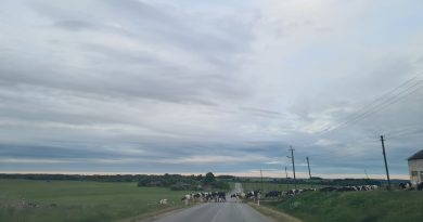 Rusza ubój pastwiskowy. Minister podpisał kluczowe rozporządzenie Rusza ubój pastwiskowy. Minister podpisał kluczowe rozporządzenie