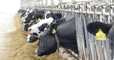 Skupy mleka. Skala dostaw rządzi cennikami, ale są wyjątki Skupy mleka. Skala dostaw rządzi cennikami, ale są wyjątki