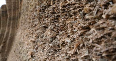 Shredlage pod lupą nauki i praktyki. Czy technologia dłuższego cięcia kukurydzy się opłaca? Shredlage pod lupą nauki i praktyki. Czy technologia dłuższego cięcia kukurydzy się opłaca?