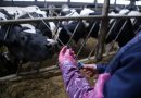 Śladem próbki mleka: Jak efektywnie zarządzać rozrodem krów? Śladem próbki mleka: Jak efektywnie zarządzać rozrodem krów?